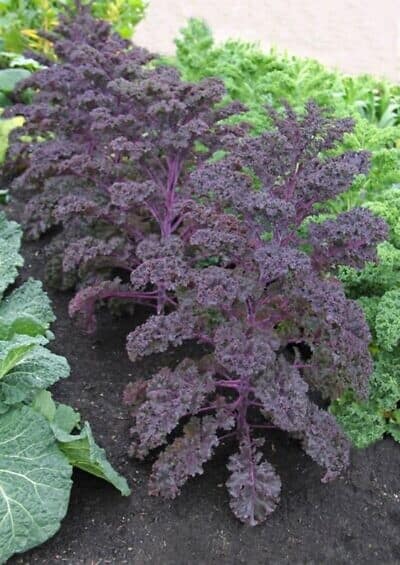 Scarlet Curly Kale Seed ActiveVista For Market Farm Garden