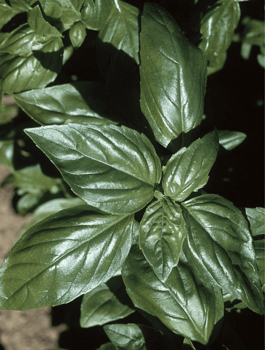 Aroma 2 Organic Basil Seed ActiveVista for Market Farm Garden