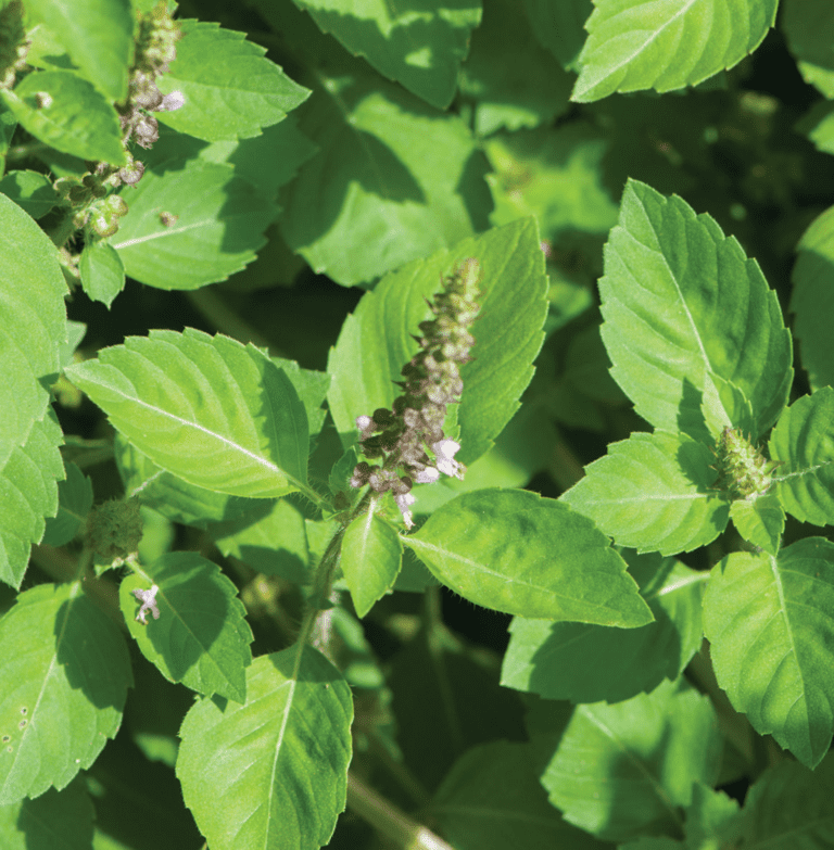 Kapoor Tulsi (Holy Basil) | Organic Basil Seed - ActiveVista Seeds