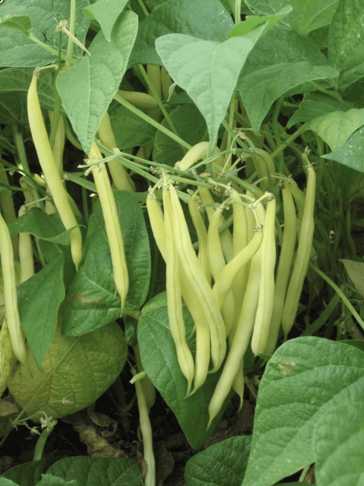 Goldrush Yellow Butter Bush Bean Seed ActiveVista for Market