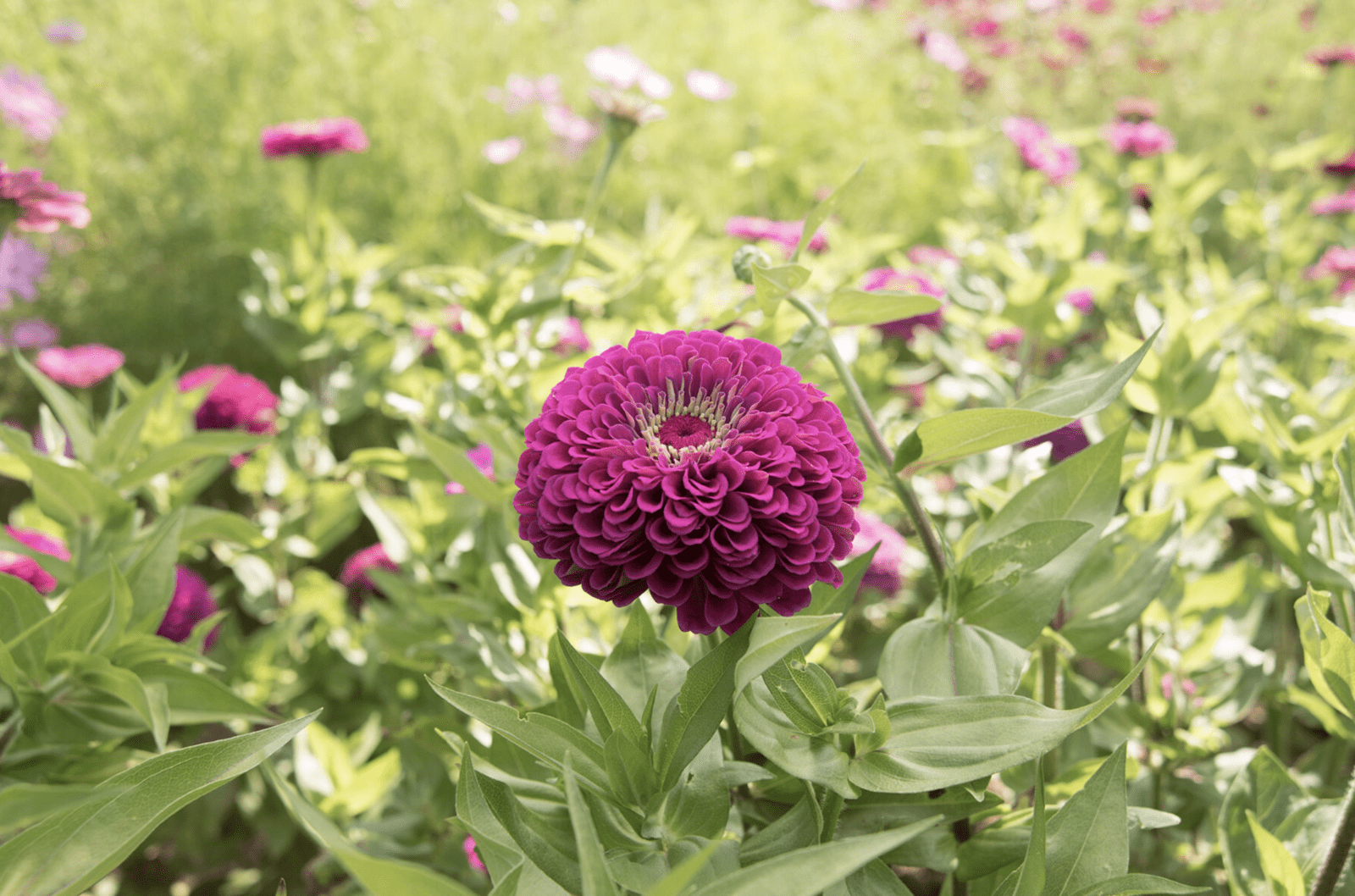 Benary's Giant Purple | Zinnia Seed - ActiveVista For Market-Farm & Garden