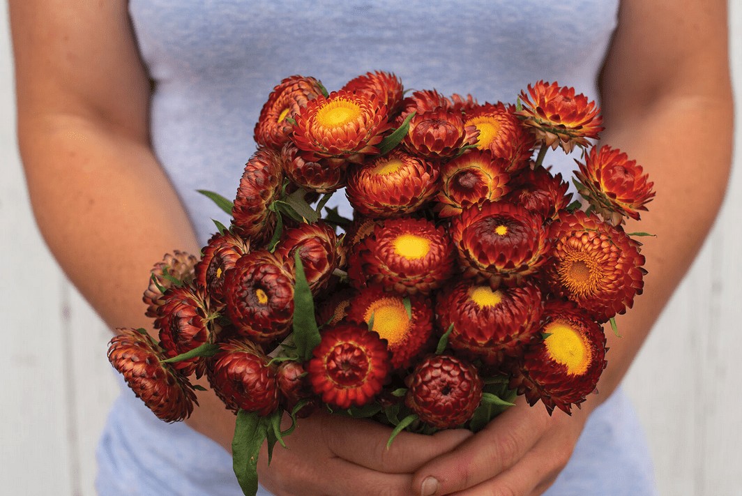 https://www.activevista.com.au/wp-content/uploads/2022/05/copper-red-strawflower-seed.jpg