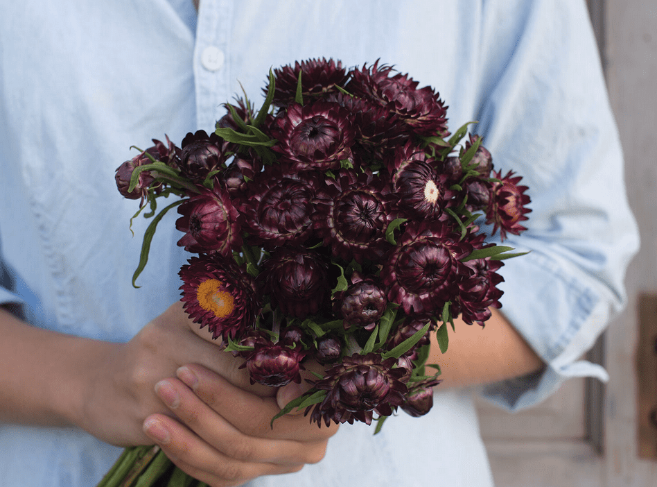 Purple Red | Strawflower Seed - ActiveVista for Market-Farm & Garden