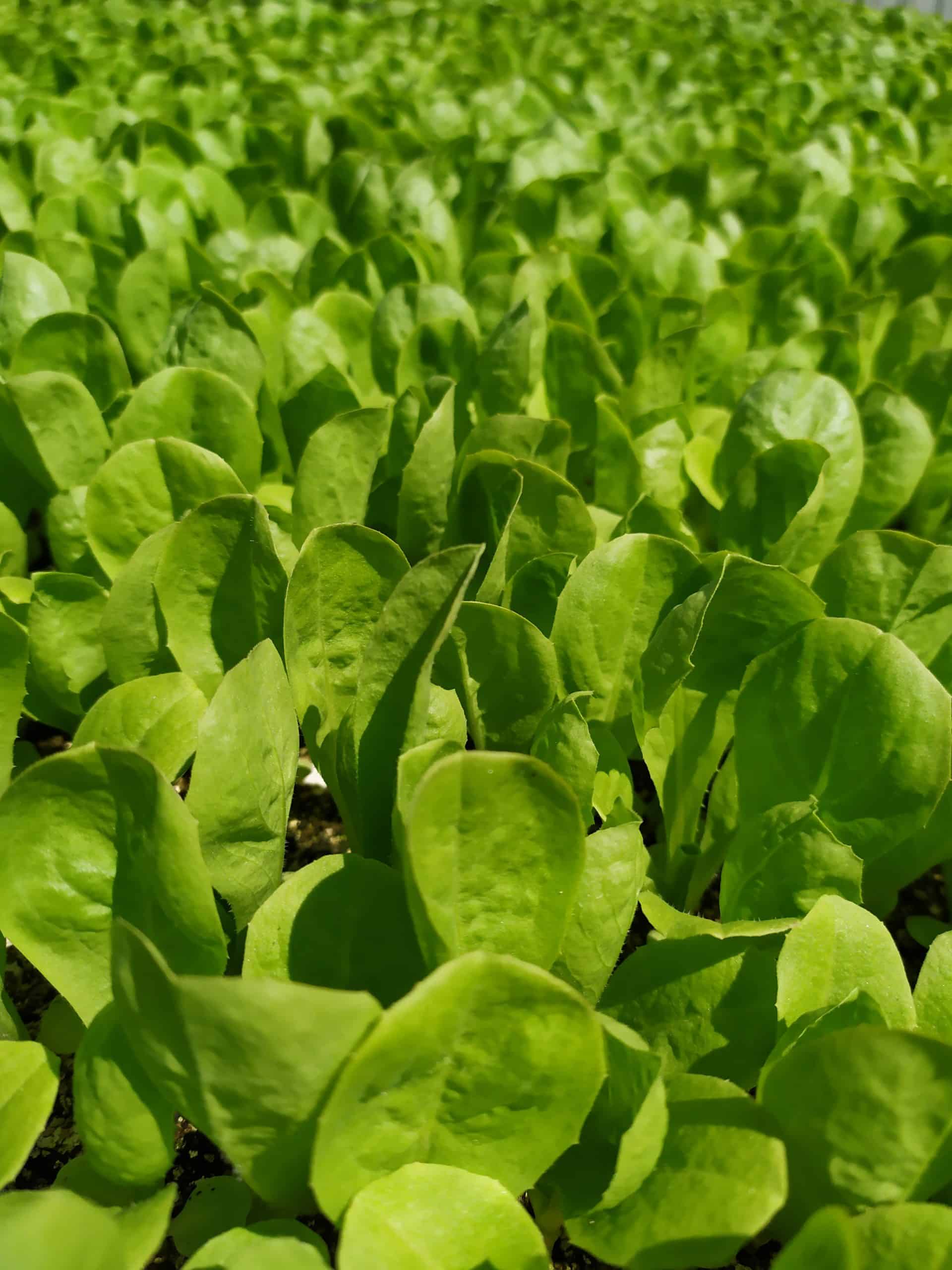 SM4.73 | Baby Leaf Escarole Seed - ActiveVista Seeds