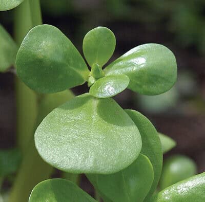 Goldberg Golden Purslane Seed - ActiveVista for Market-Farm & Garden